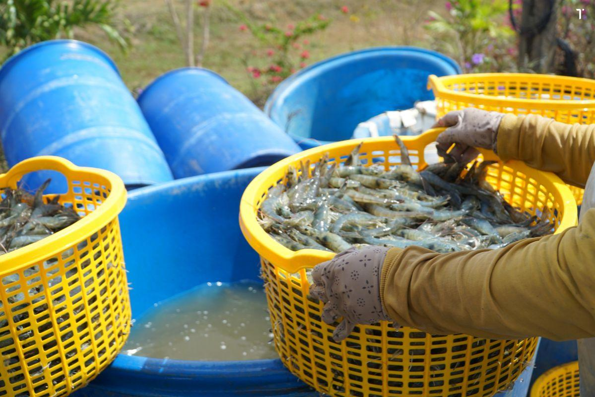 Dịch bệnh lan rộng là mối đe dọa cho bảo hiểm ngành tôm