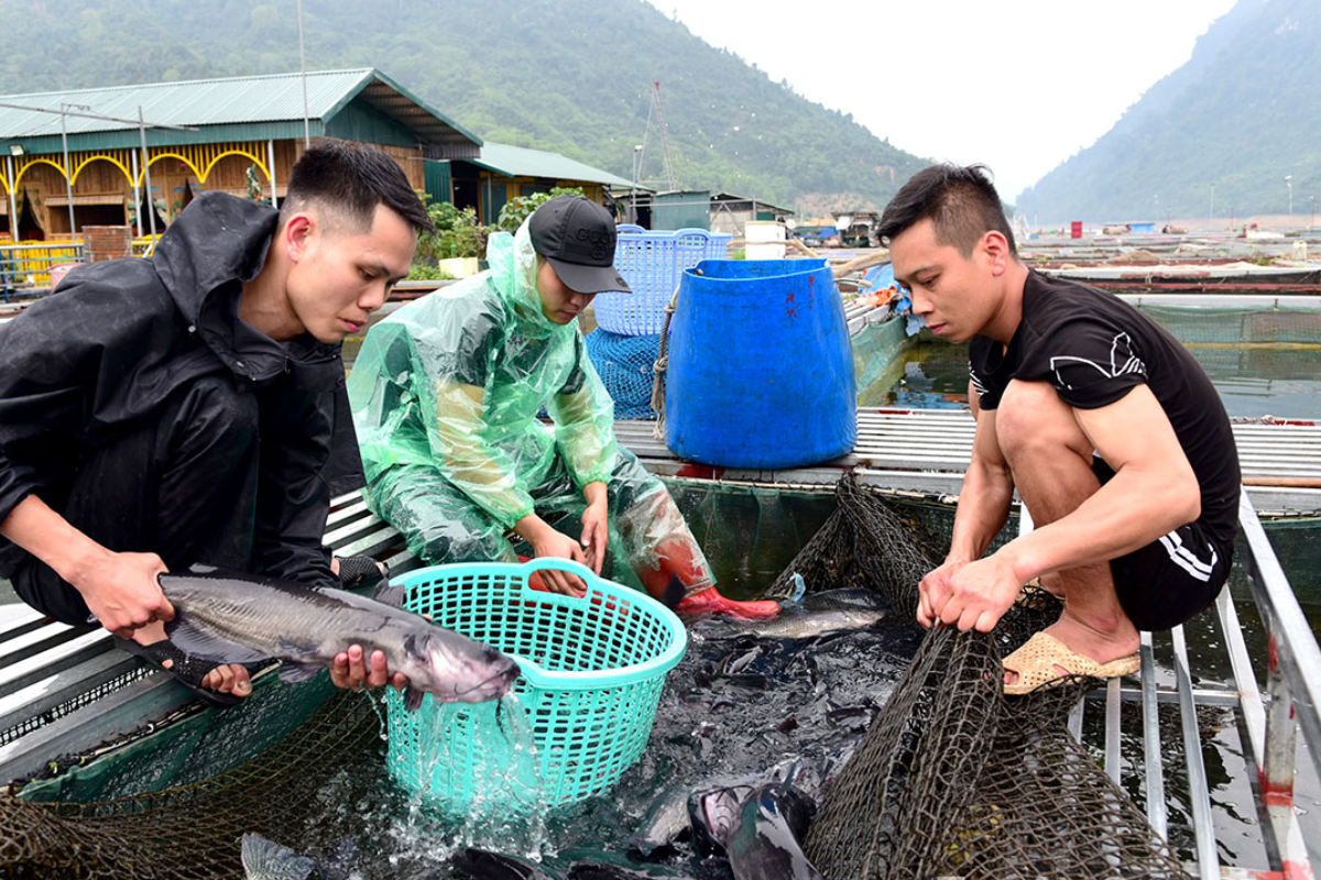 Cá lăng – loài đặc sản trên sông Gâm và sông Lô