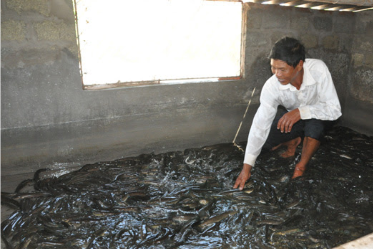 Mô hình cá lóc bông trong bể xi măng