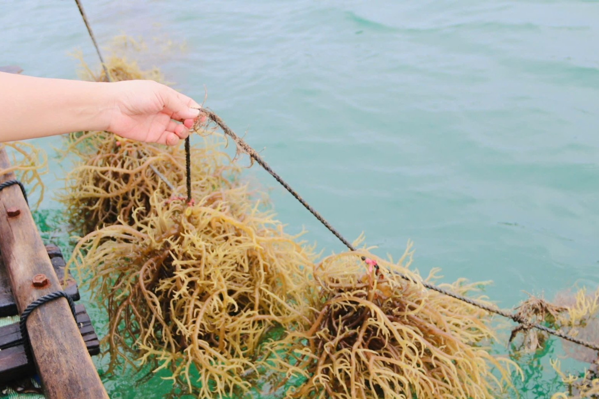 Rong sụn sau khoảng 2 tháng trồng ven biển Phú Quốc đang phát triển rất tốt