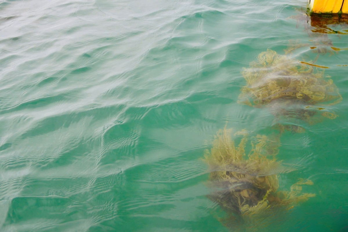 Trồng rong sụn tại Phú Quốc sẽ còn có tiềm năng tăng trưởng hơn nữa