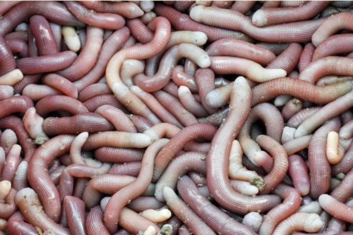 Sá sùng - đặc sản quý hiếm tại Quảng Ninh