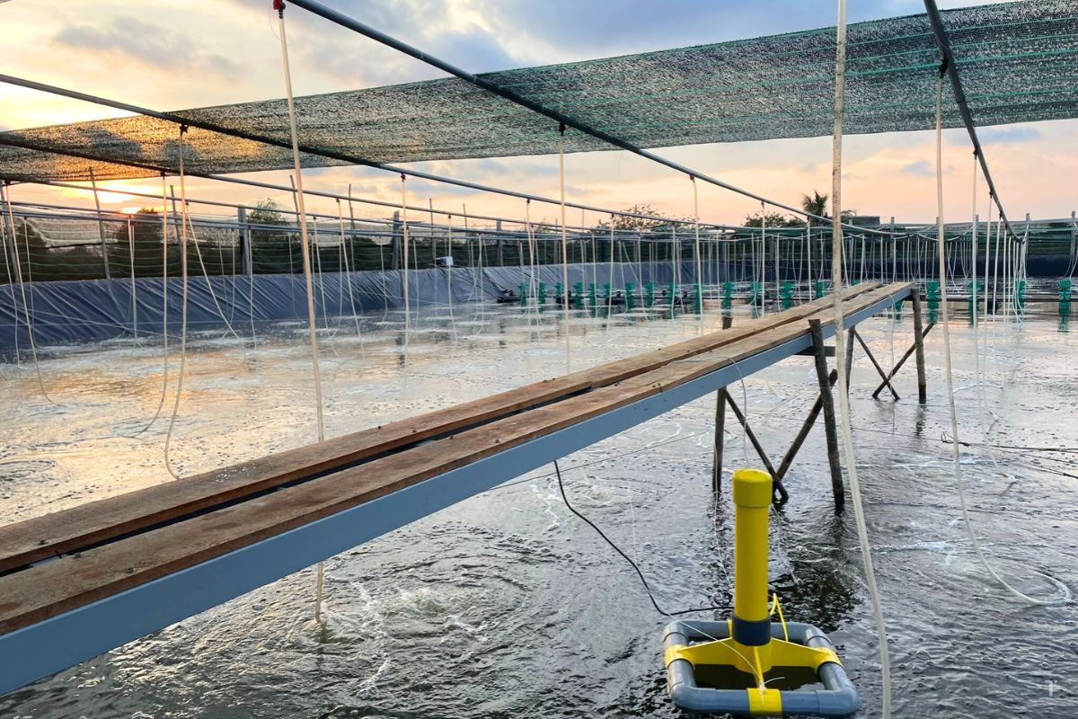 Mô hình nuôi tôm công nghệ cao