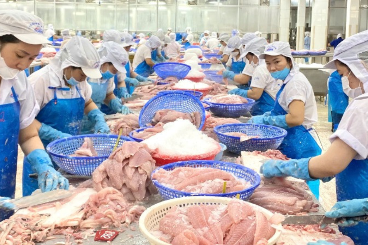 Ngành hàng cá tra có nguy cơ bị áp thuế cao hơn trong các kỳ rà soát tiếp theo