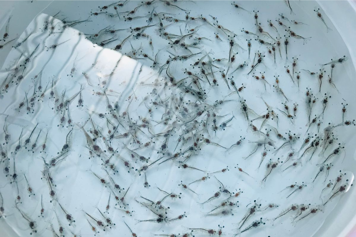 Tôm giống chất lượng đi đến một vụ mùa bội thu