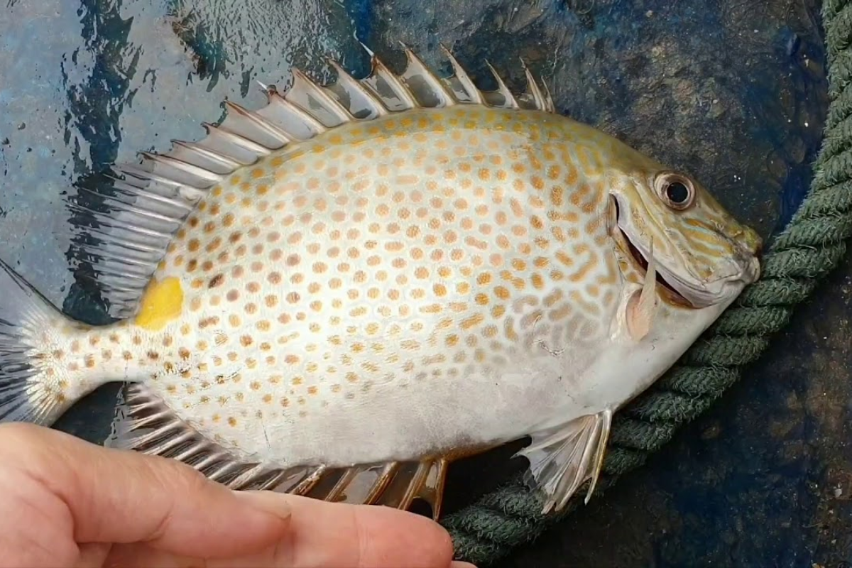 Cơ chế tự vệ bằng gai lưng có độc của cá dìa