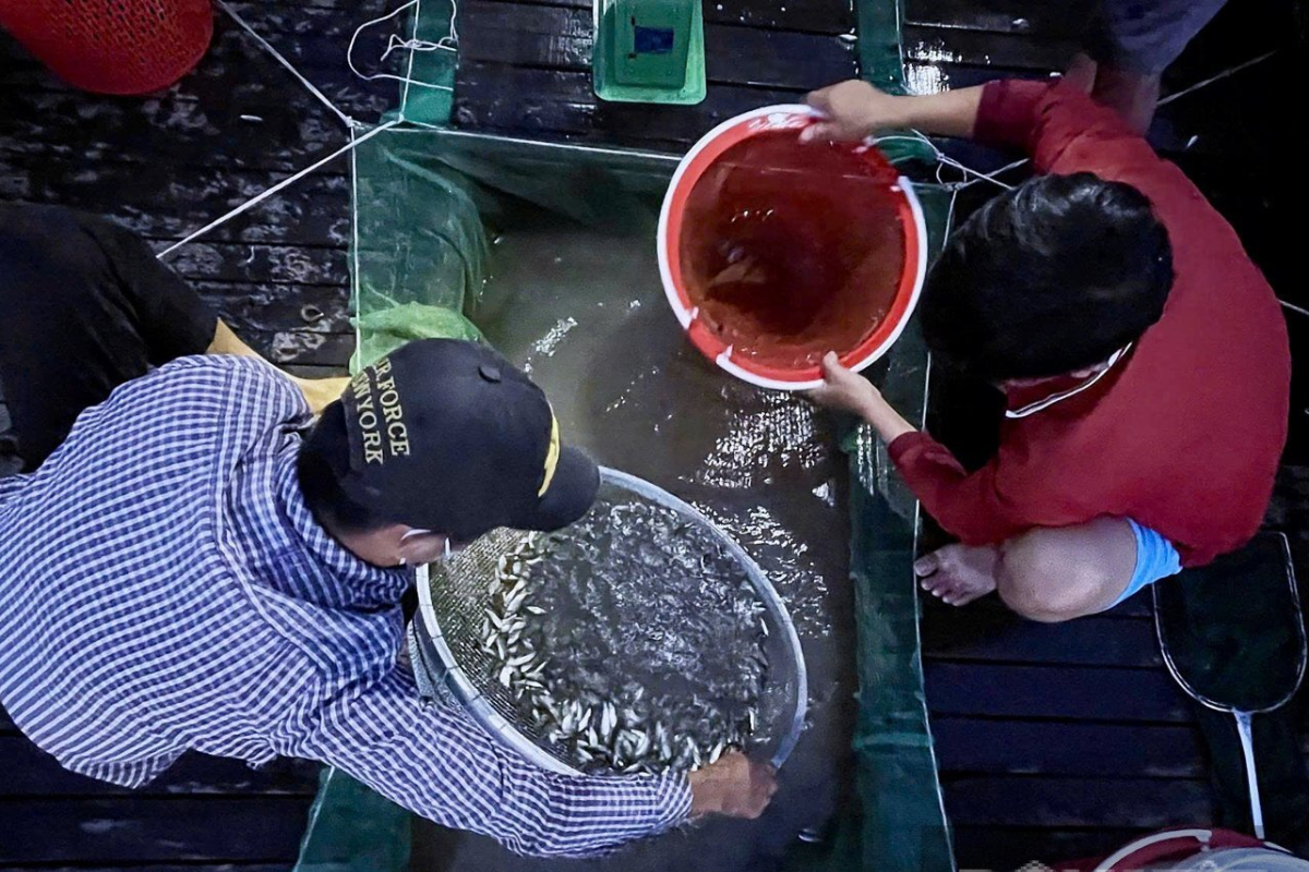 Cá linh non được vèo vào lưới để cá tươi sống lâu hơn