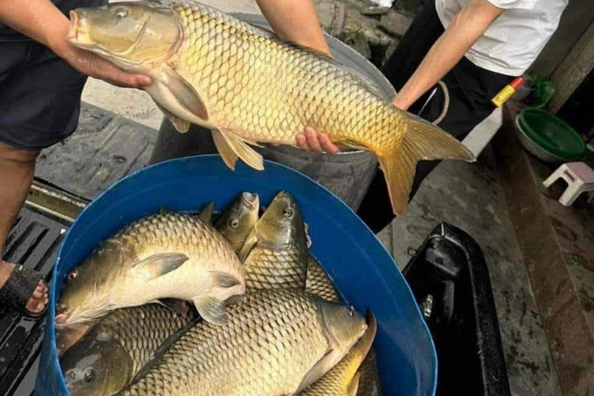 Cá chép giòn cho thịt dai, giòn, ít tanh, có thể tạo ra nhiều món ngon