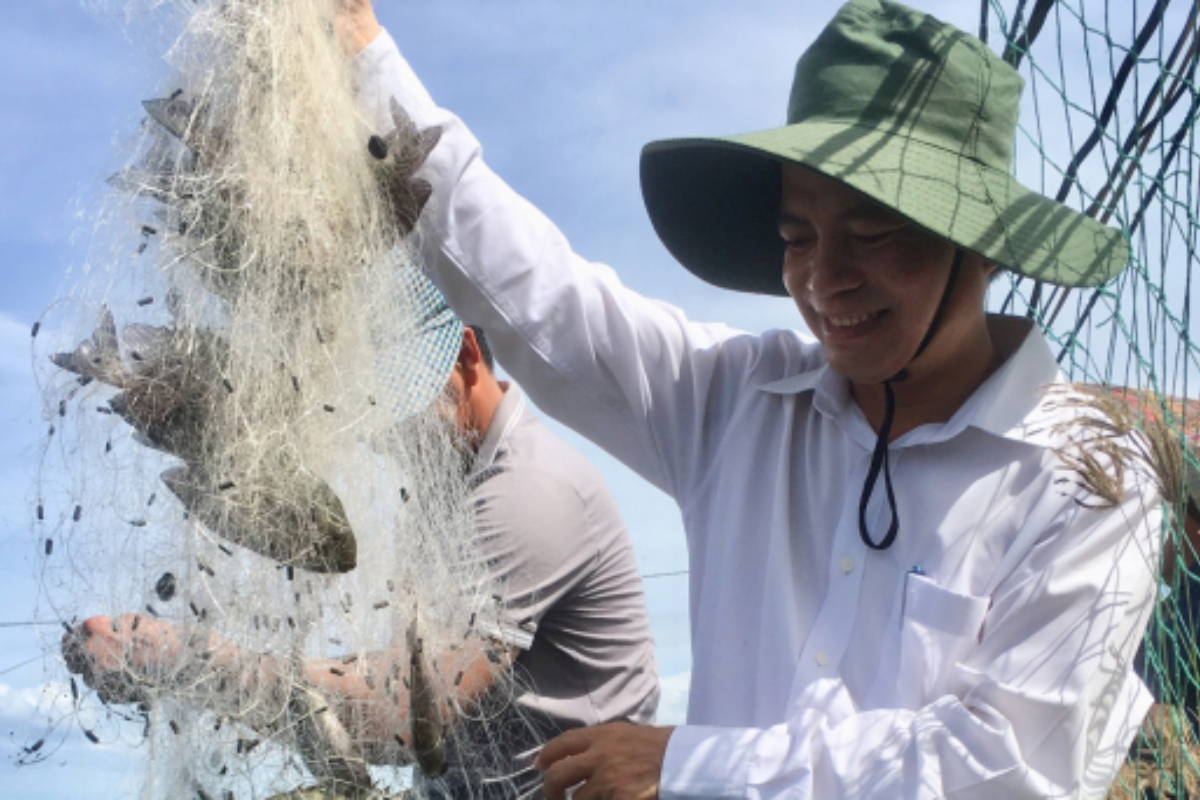 Cá dìa có giá trị thương mại cao