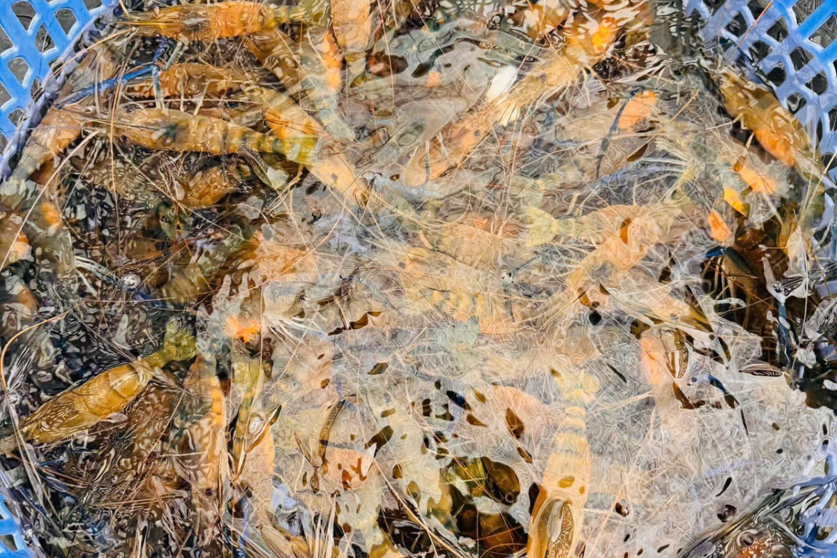 Tôm càng xanh toàn đực, là giống tôm đầy tiềm năng, đang trở thành hướng đi mới của ngành thủy sản