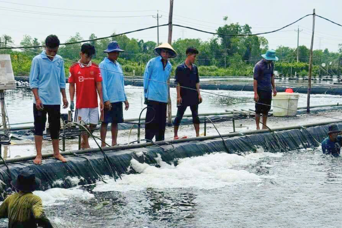 Anh Lợi chia sẻ kinh nghiệm, hướng dẫn kỹ thuật nuôi tôm cho bà con nông dân trong vùng