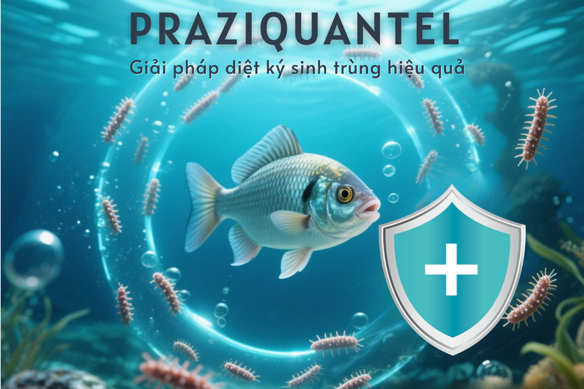 Praziquantel được đánh giá là một trong những lựa chọn hiệu quả và an toàn