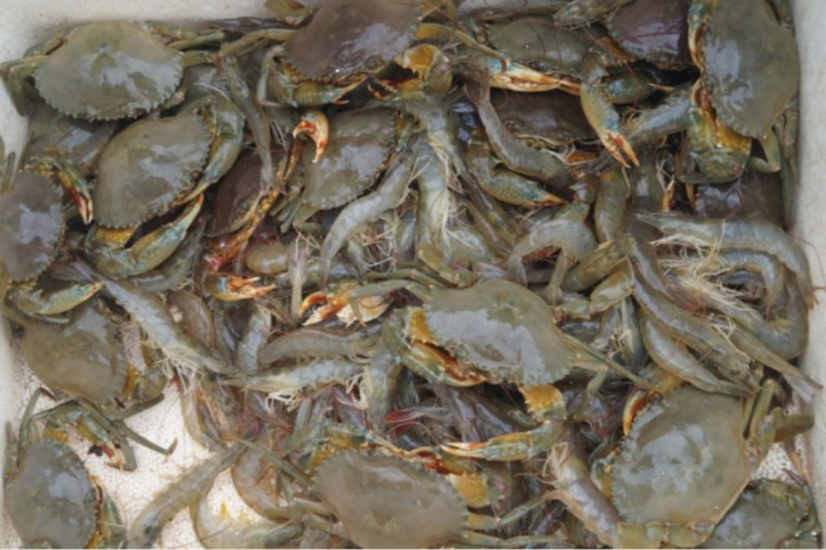 Mô hình kết hợp mang lại lợi nhuận cao