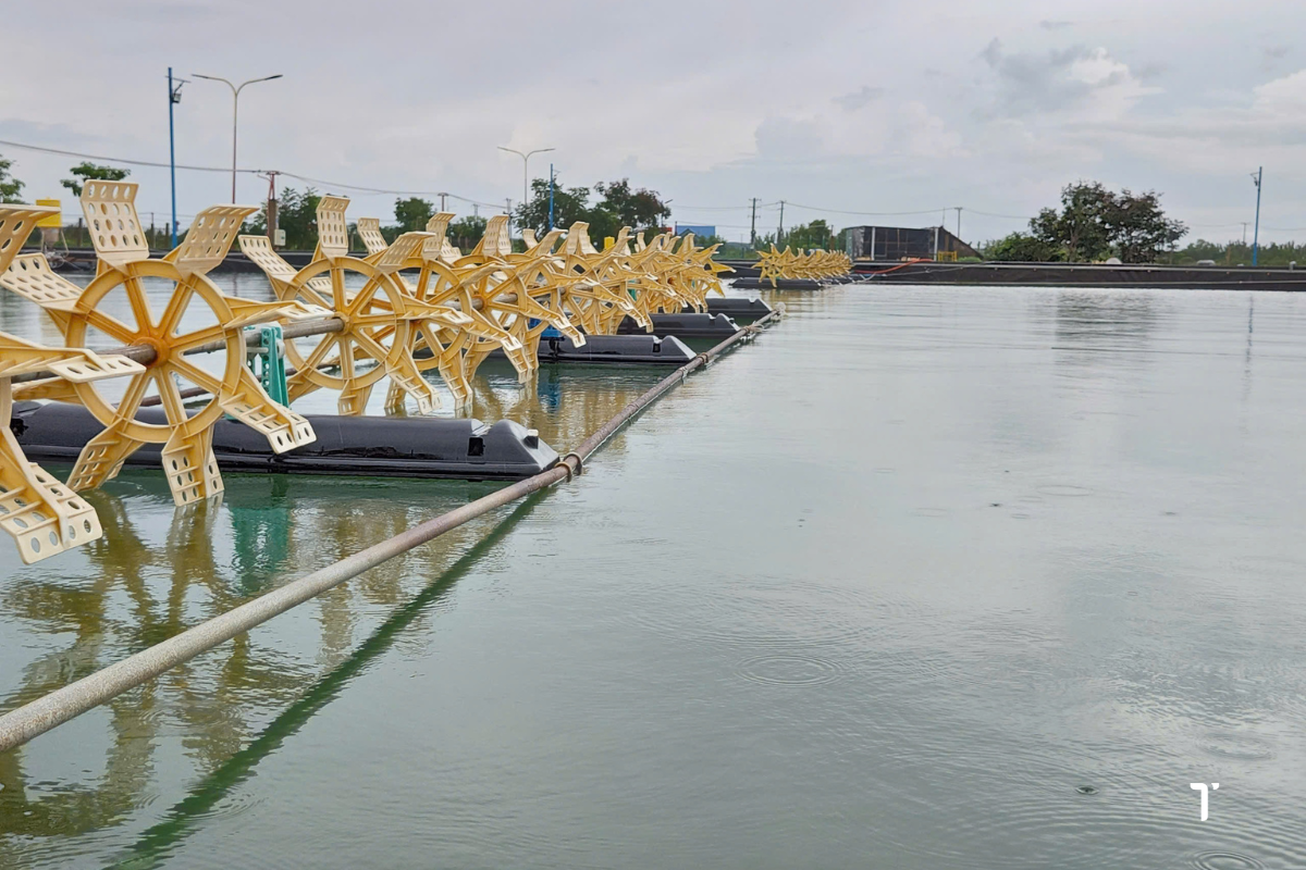 Các chỉ số nước phải ổn định trước khi thả