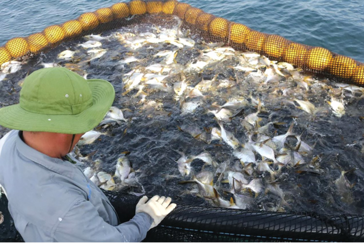 Cá chim vây vàng có tiềm năng xuất khẩu lớn