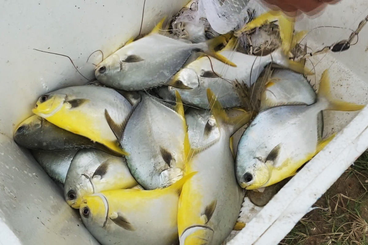 Cá chim vẫn còn nhiều tiềm năng phát triển.