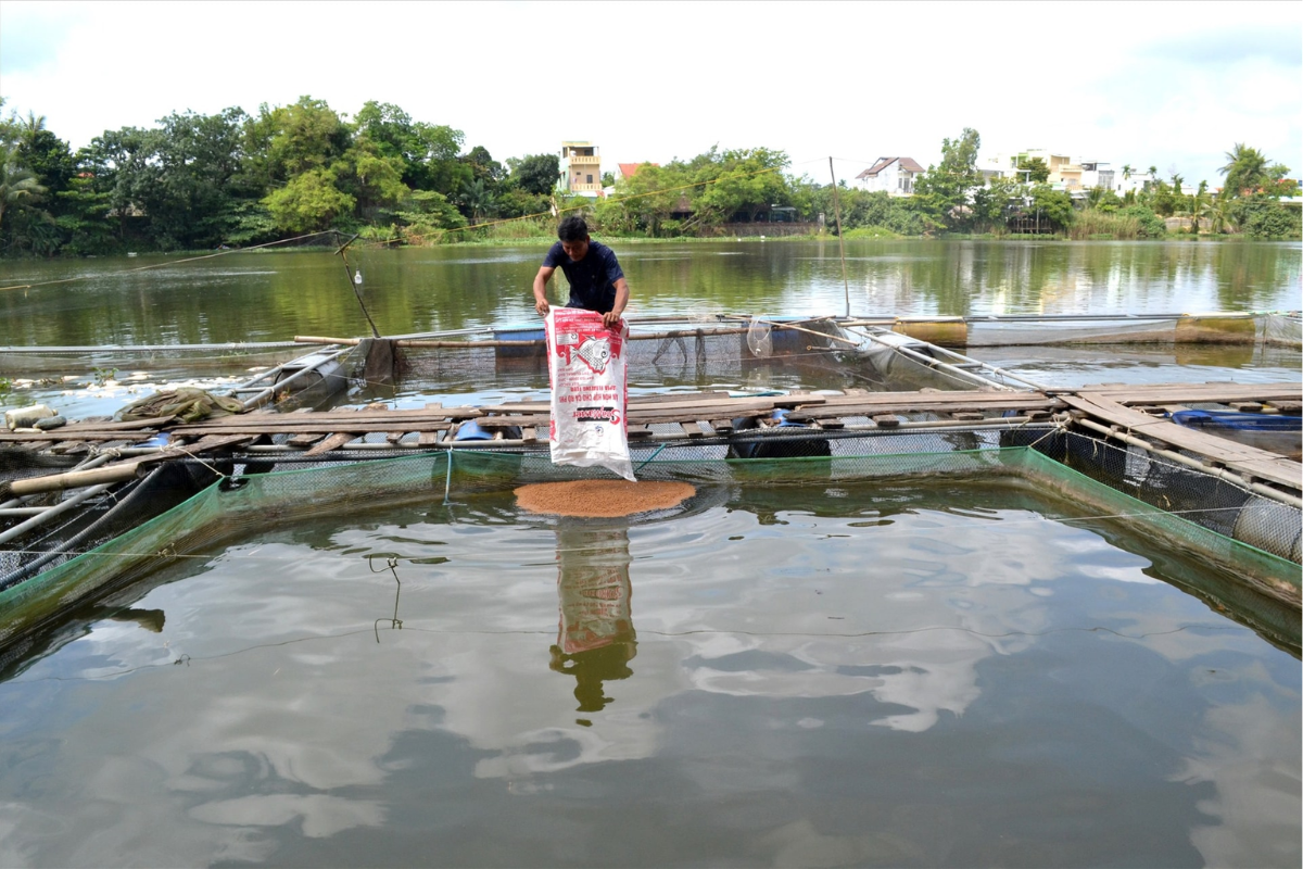 Người dân lo lắng vì giá thức ăn nuôi thuỷ sản tăng