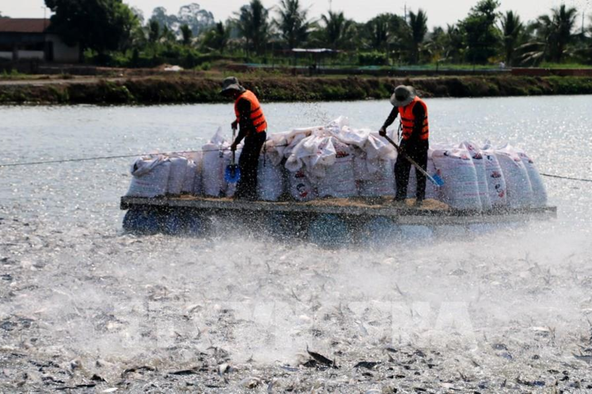 Mô hình nuôi cá tra theo chuỗi liên kết