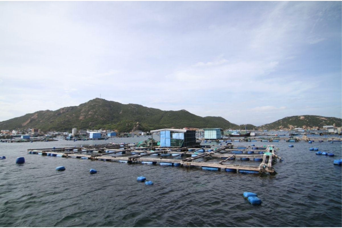 Nuôi trồng thủy sản trên vịnh Cam Ranh: sinh kế và những vết sẹo môi trường