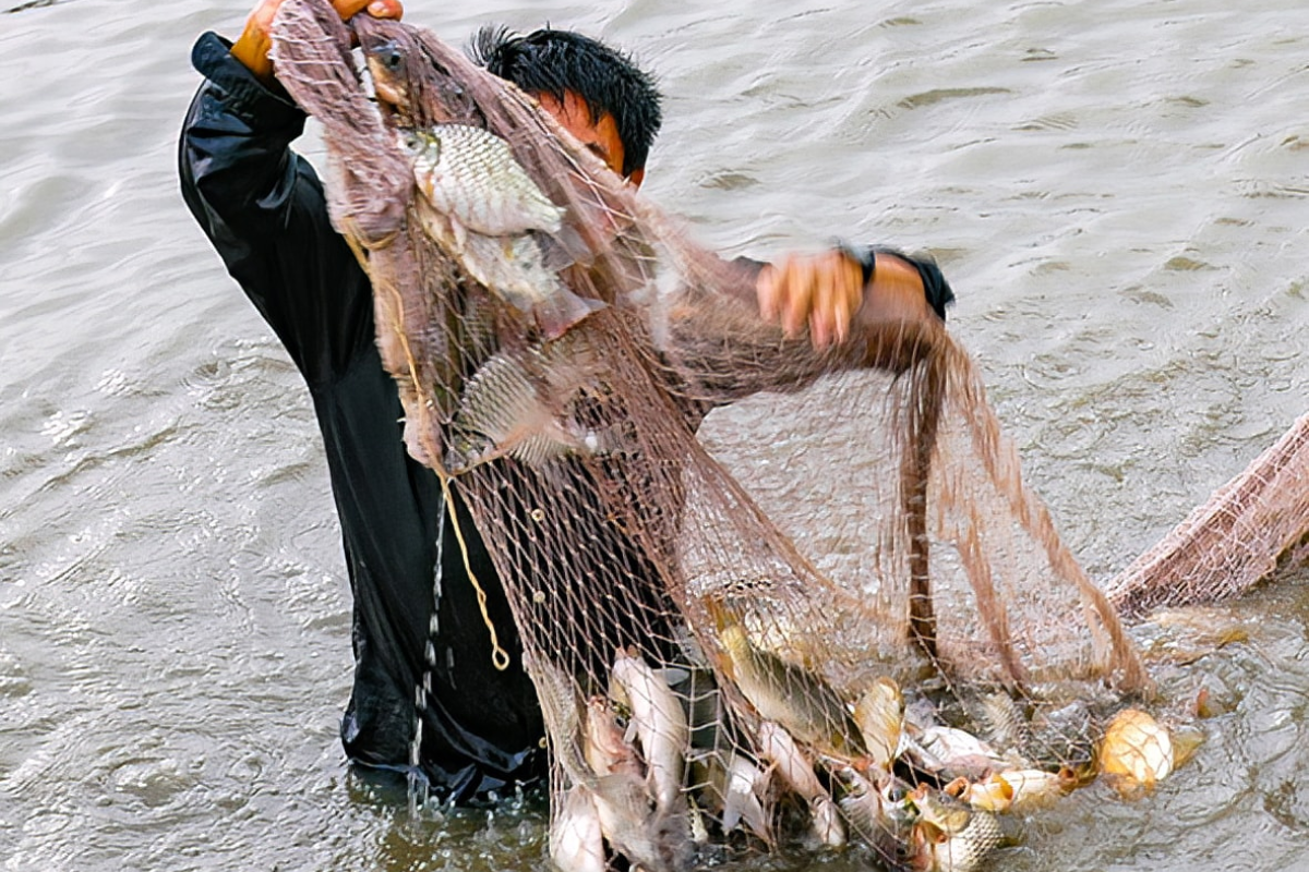 Lưới cá đồng trên dòng sông La Ngà