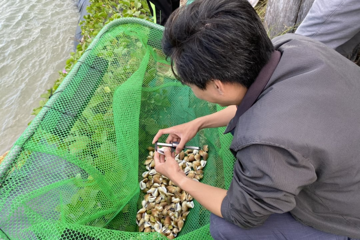 Mô hình nuôi ốc nhảy thành công tại Khánh Hoà