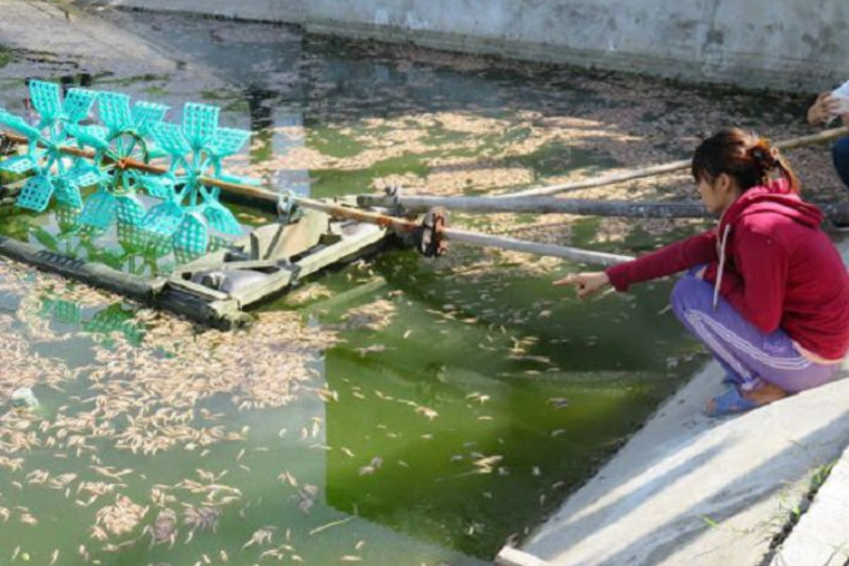 Tôm chết hàng loạt do bùng phát của tảo