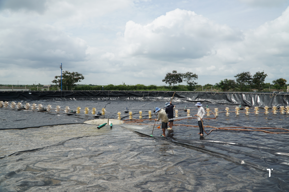 Việc vệ sinh ao nuôi sau mỗi mùa vụ cũng là cách giúp môi trường ao về trạng thái tốt nhất