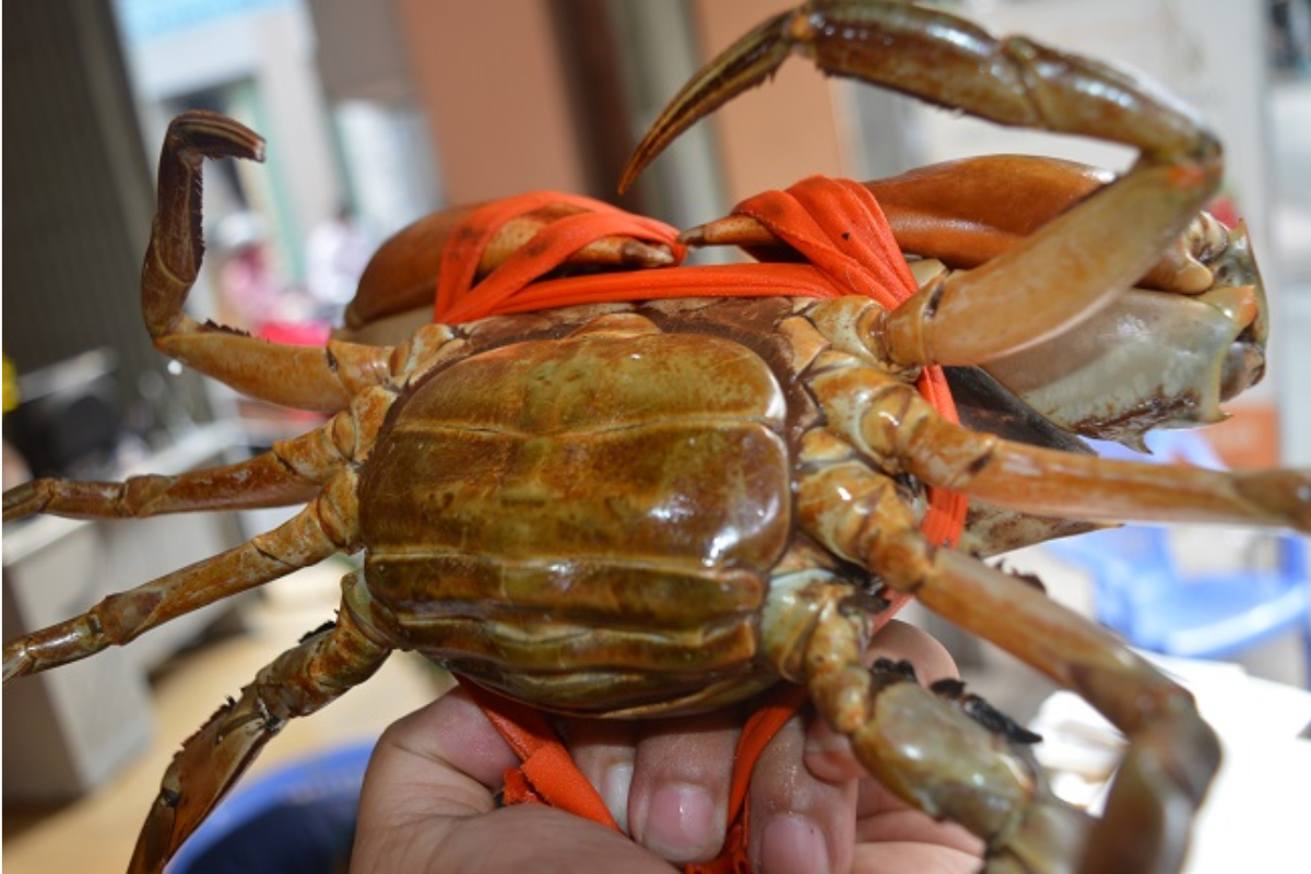 Cua gạch có phần yếm tròn và cầm chắc tay