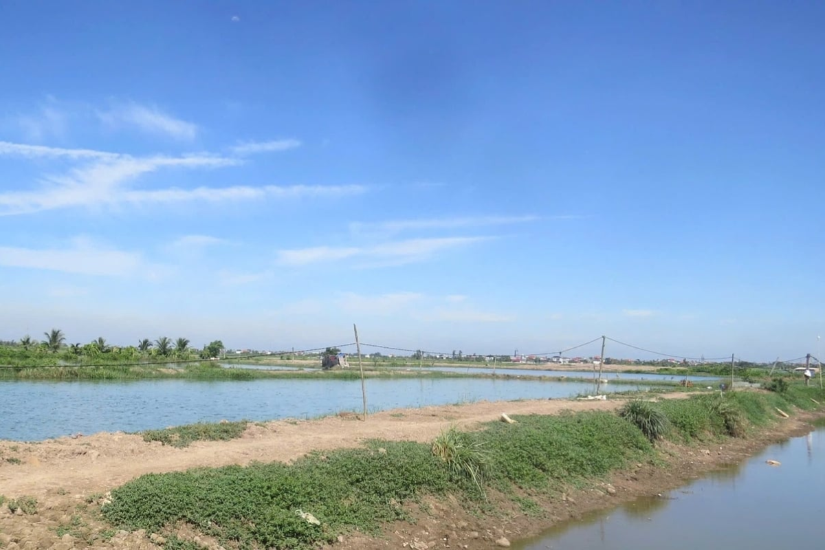 Khu đầm trũng giờ đây đã thành nơi hái ra tiền của anh Mạnh