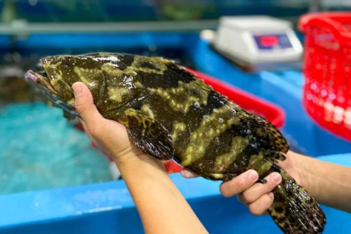 Cá mú trân châu giống nhân tạo