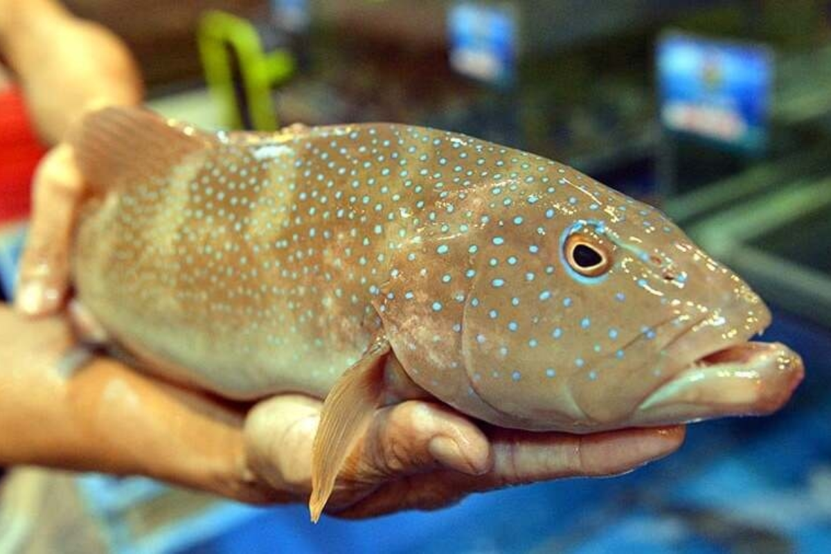 Cá mú gặp khó khăn trong nguồn cung và chuỗi cung ứng