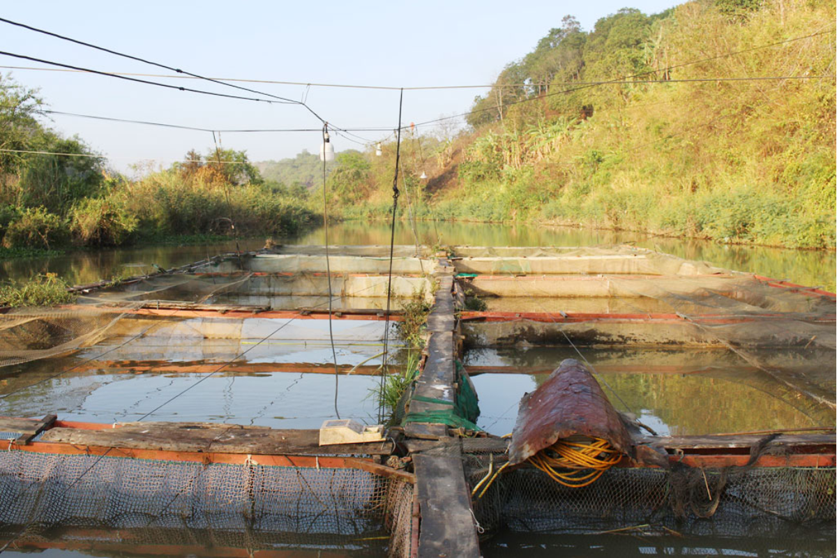 Lồng nuôi cá lăng đuôi đỏ trên sông Sêrêpốk
