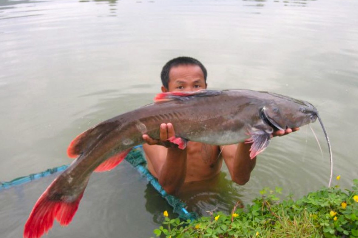 Cá lăng đuôi đỏ có giá trị thương phẩm cao