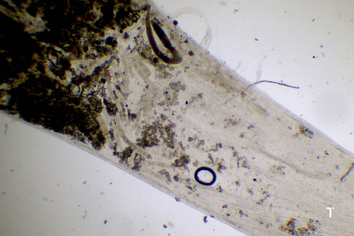 Hình ảnh ký sinh trùng Geragine