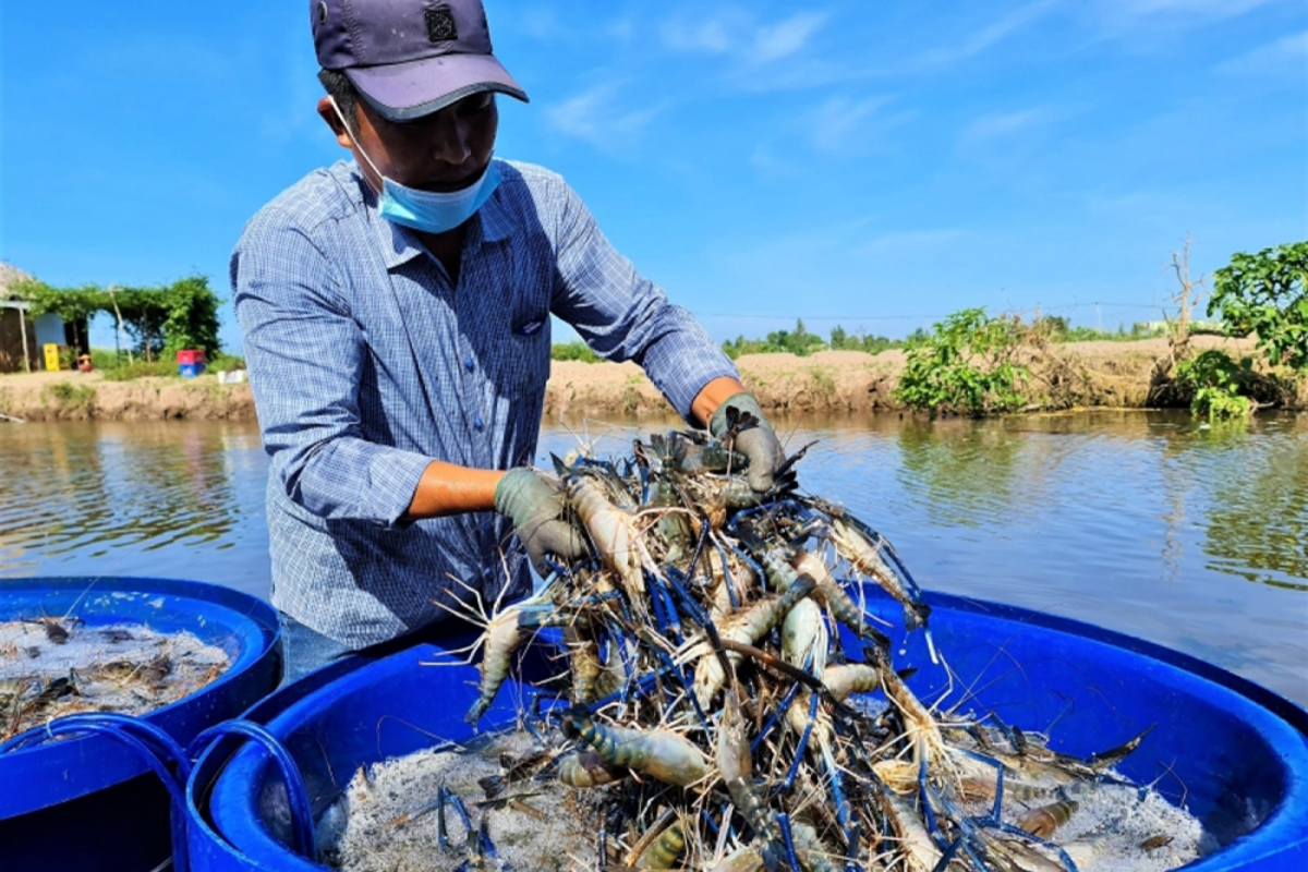 Nuôi tôm công nghệ cao giúp nâng cao hiệu quả