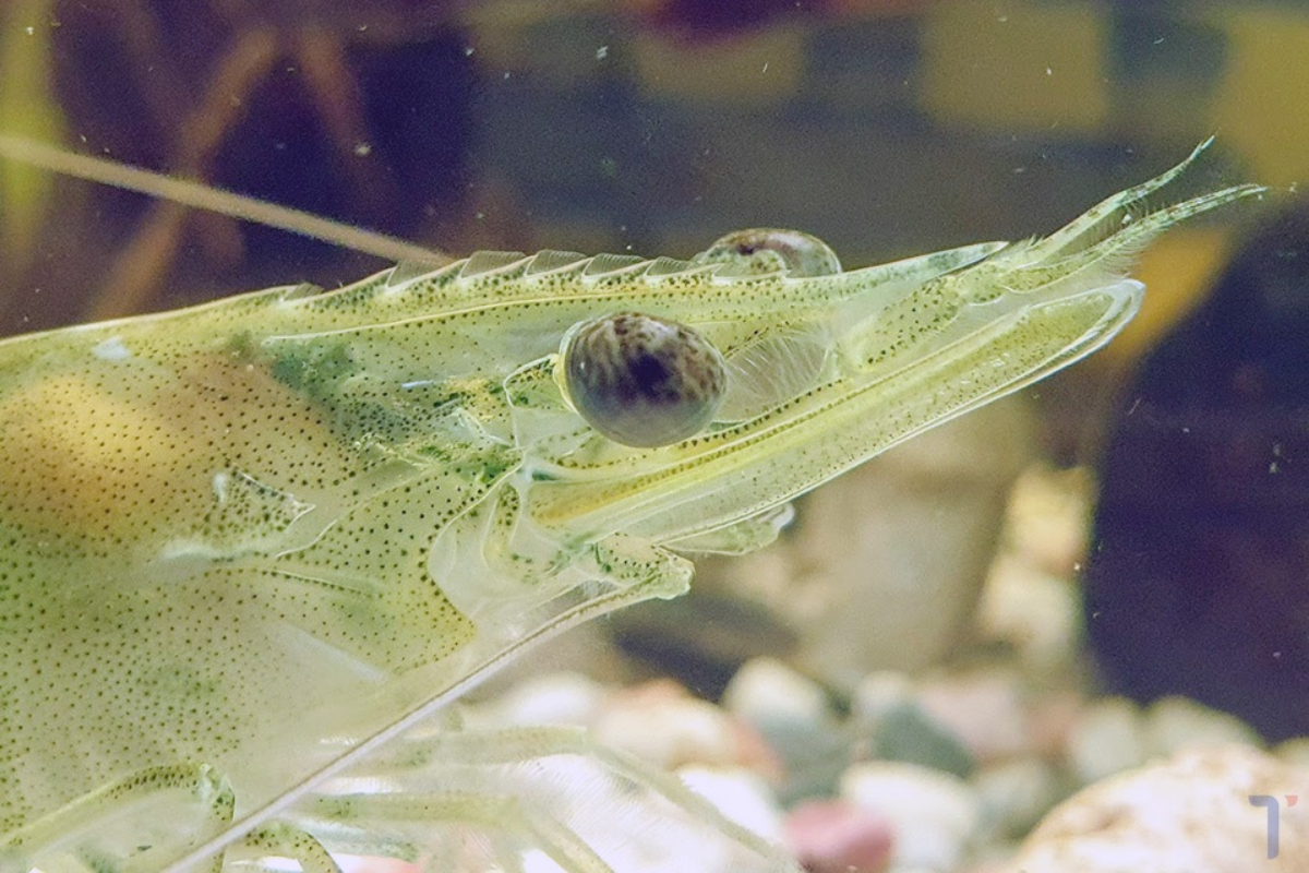 Việc cắt cuống mắt tôm vấp phải sự phản đối từ các tổ chức bảo vệ động vật