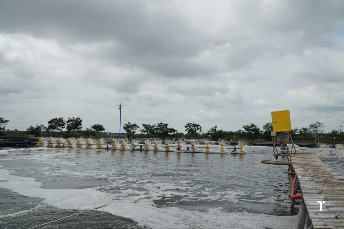 Tạo ra môi trường nuôi lý tưởng sẽ giúp tôm giảm stress và kích thích sinh sản