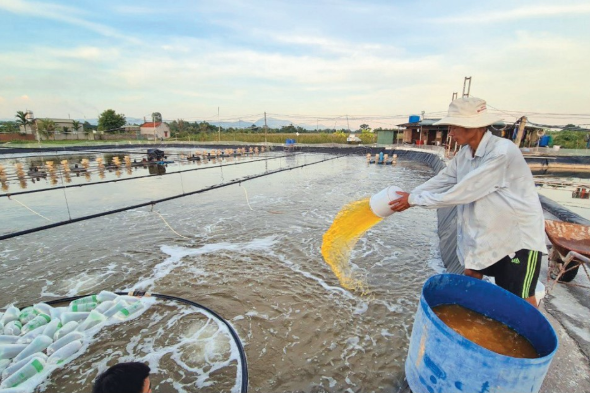Chế phẩm sinh học đóng vai trò quan trọng trong nuôi tôm