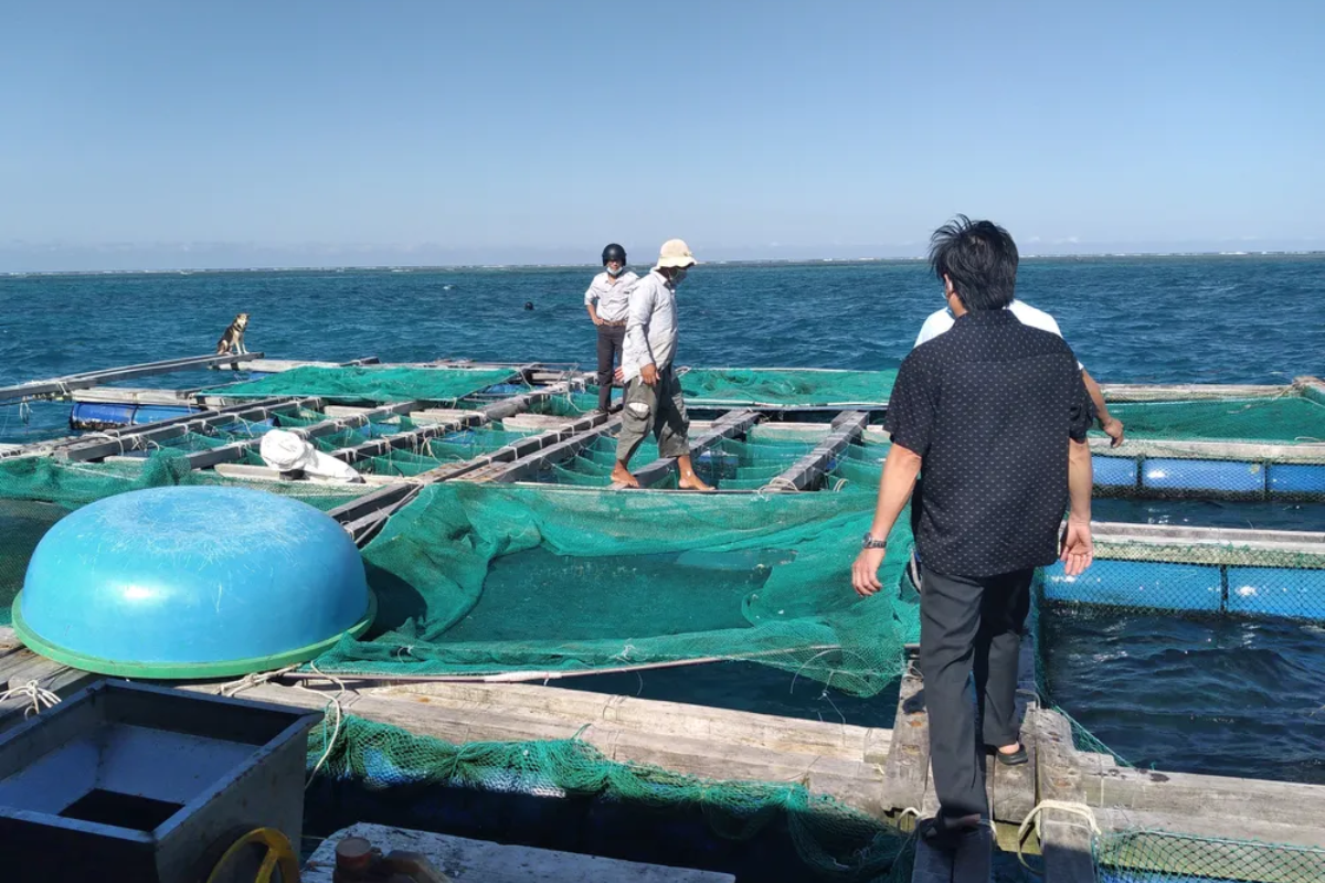 Nuôi nhum yêu cầu các quy trình kỹ thuật chặt chẽ