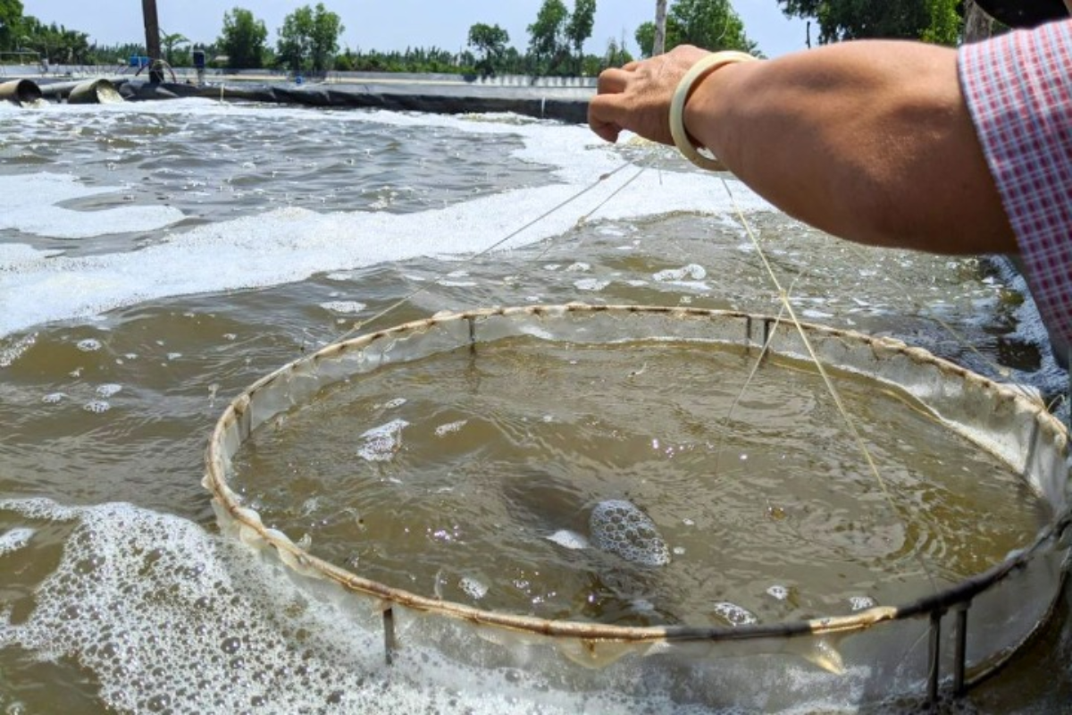 dung dịch nano pha vào nước trước cơn mưa để bảo vệ tôm khỏi sốc môi trường