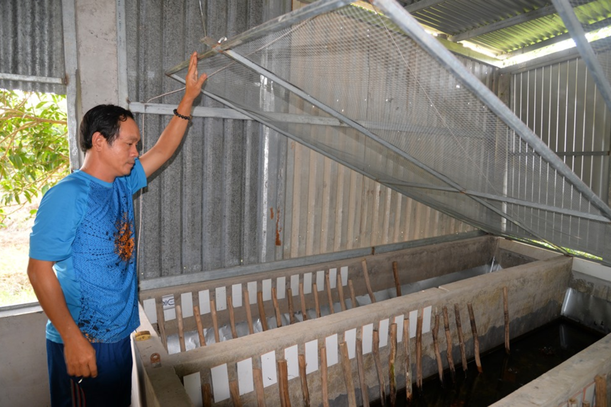 Trại nuôi cà cuống thương phẩm