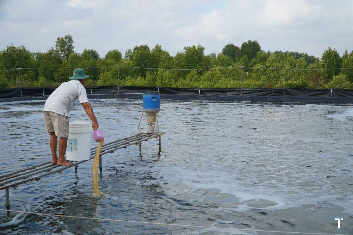 Khi sử dụng hóa chất, nếu không tuân thủ đúng quy trình và thời gian giãn cách sẽ ảnh hưởng đén tôm