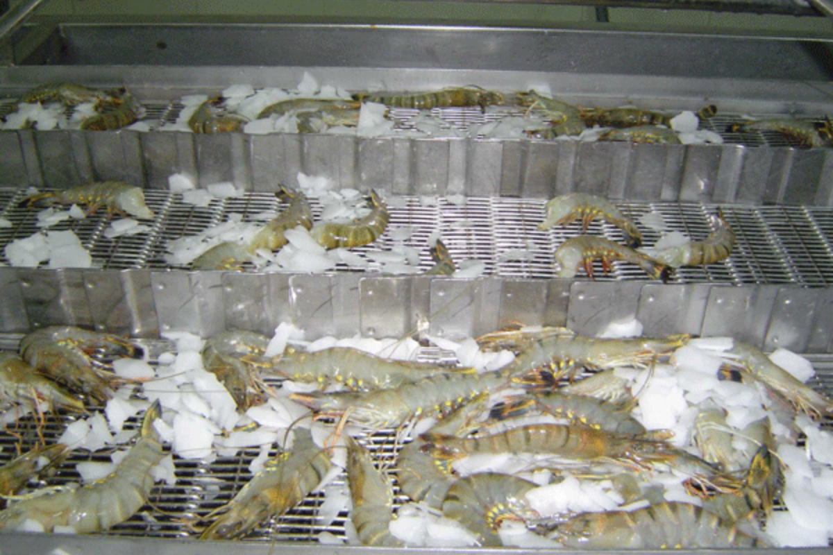 Việc hạ nhanh nhiệt độ xuống giúp tôm chết ngay lập tức một cách nhân đạo