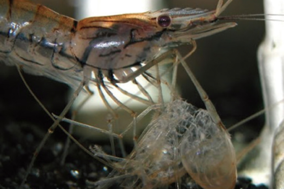 Môi trường và dinh dưỡng sẽ ảnh hướng đến quá trình lột xác của tôm.