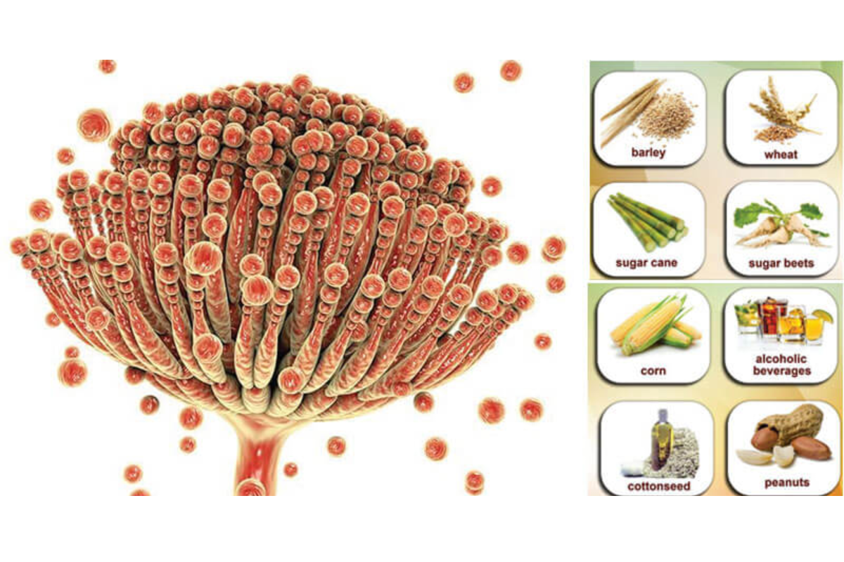 Độc tố nấm mốc mycotoxin trong thực phẩm và thức ăn chăn nuôi