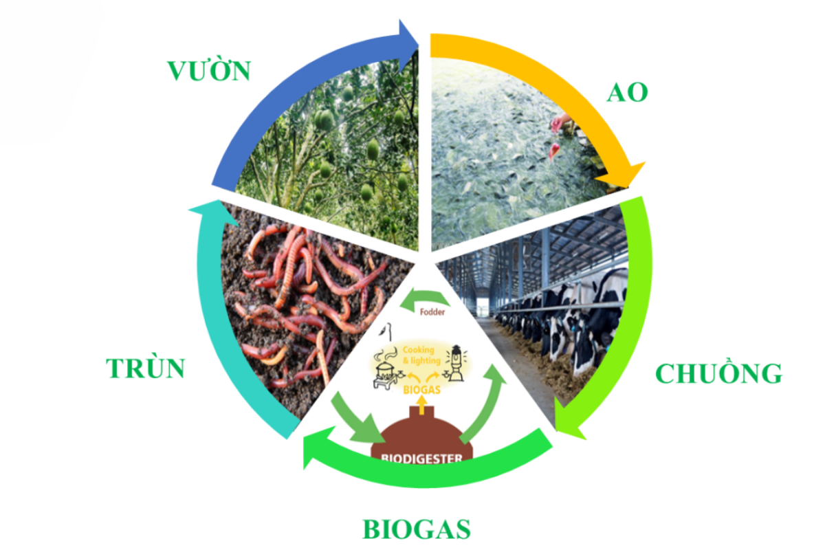 Mô hình nông nghiệp bền vững vườn – ao – chuồng -biogas – trùn quế