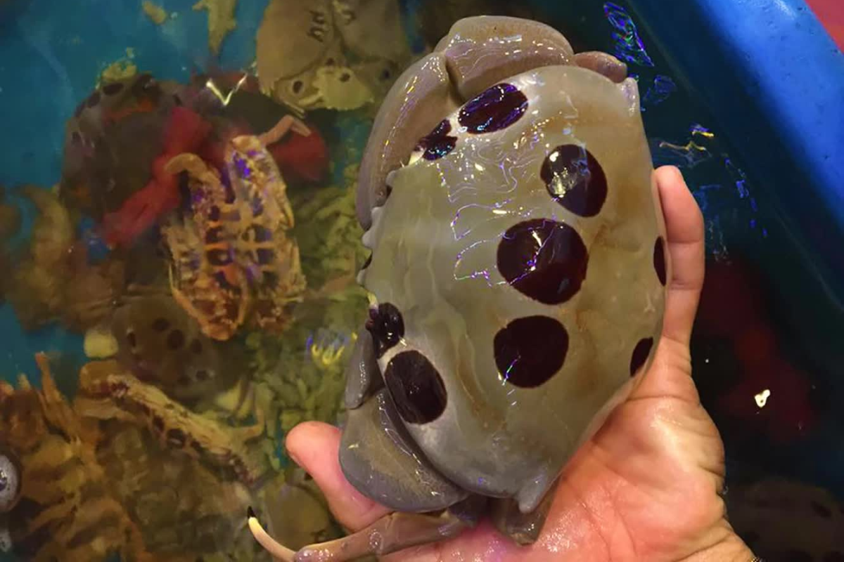 Cua mặt trăng chỉ xuất hiện theo mùa