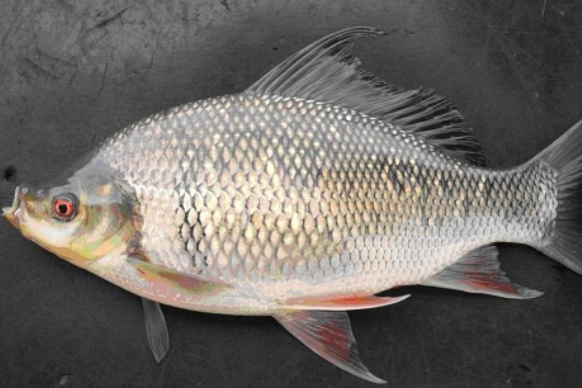 Quản lý khẩu phần ăn hợp lý góp phần nâng cao chất lượng cá mè hôi khi thu hoạch