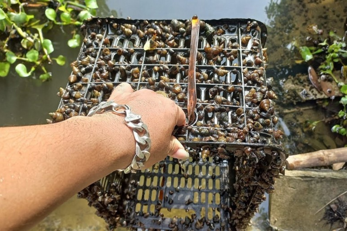 Ốc vặn có giá cao hơn cả ốc bươu