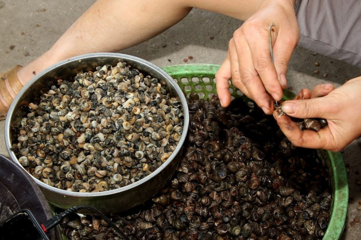 Nghề khêu ốc vặn cũng đem lại nguồn thu cho bà con